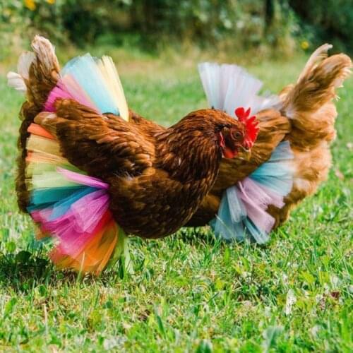 Chicken Costume Skirt Tutu Coop Hen Decoration Halloween Cosplay Dress Party Props Poultry Feather Protector N7MB