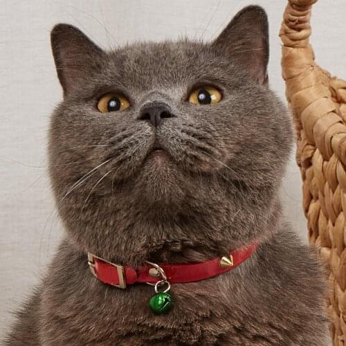 Sequined gold rivet pet collar -PU leather-A beautiful shiny pet look for medium and large dogs