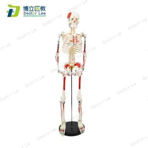 85 cm Inflexible Human Skeleton Model Standing a Base with Muscle Painting and Numbers for Teaching Demonstration