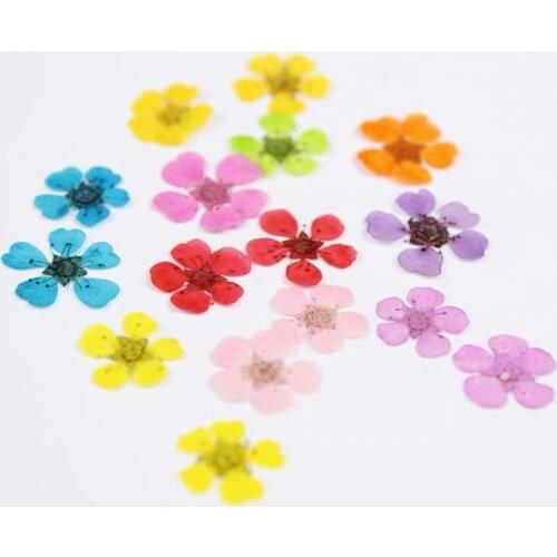 60pcs Pressed Dried Sorbaria Sorbifolia Flower Plant Herbarium For Jewelry Postcard Bookmark Phone Case Invitation Card DIY