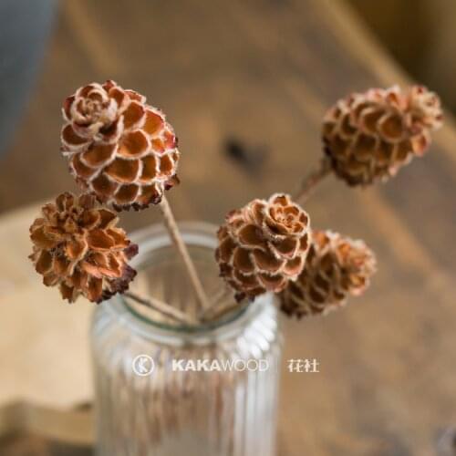 Imported Nordic-Style Dried Flowers Dried Branches Dried Fruits Fruit Photographic Prop Natural Plants Home Decorations