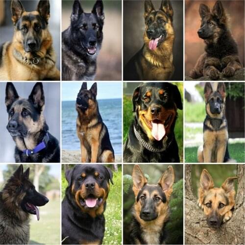 HUACAN Pictures By Numbers Dog Unique Gift DIY Frame Wall Art Coloring By Numbers Animal For Living Room