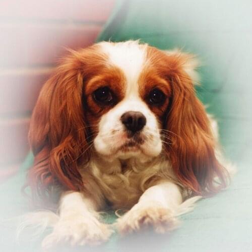 5D Diy Full Square Diamond Embroidery Cavalier King Charles Spaniel Diamond Painting Cross Stitch Mosaic Kits Home Decor C750