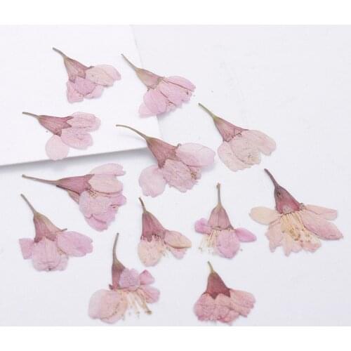 10/12Pcs Cherry Blossoms and Ginkgo Leaves Dried Flowers Nail Art Decoration Design Manicure Handmade Leaf Plant Specimen