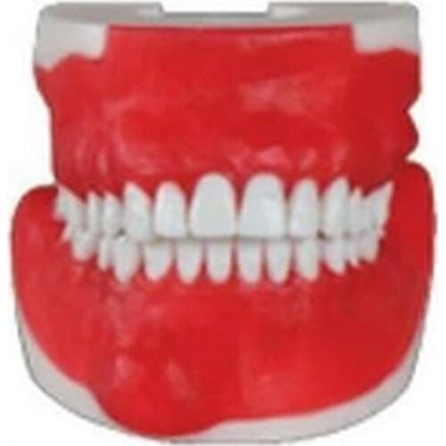Synthetic Training Model For Oral Surgery, Oral Surgery Synthesis Training Model