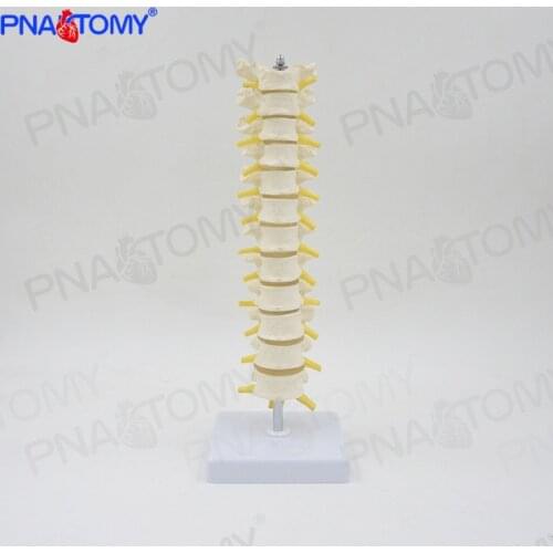 1:1 Human Thoracic Spine Model, Spine, Lumbar Spine, Cervical Spine, Thoracic Spine, Orthopedic Bone Model Skeleton Anatomy