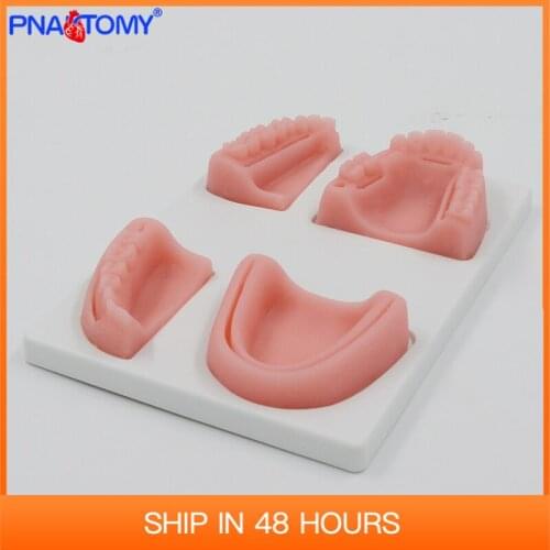 Silicone Oral Cavity Gum Suture Model Teeth Gingiva Practice Tool Dentist Used Medical Teaching Equipment With Base