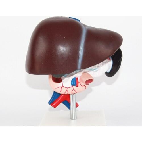 Heymodel 1:1 Liver and Spleen Blood Vessels Pancreatic Duct Abdominal Cavity Arteriovenous Hepatic and Pancreaticodododal Model
