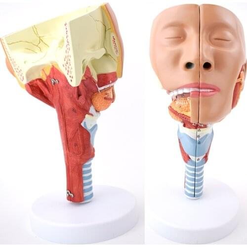 Salivary Parotid Gland Nasal Cavity Sinus Turbinate Ear Nose Throat Model for Rehabilitation teaching Nasopharyngeal tracheal