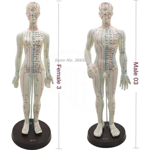 Meridian English- Chinese model human acupuncture point human body model 50cm male or 48cm female in Chinese free shipping