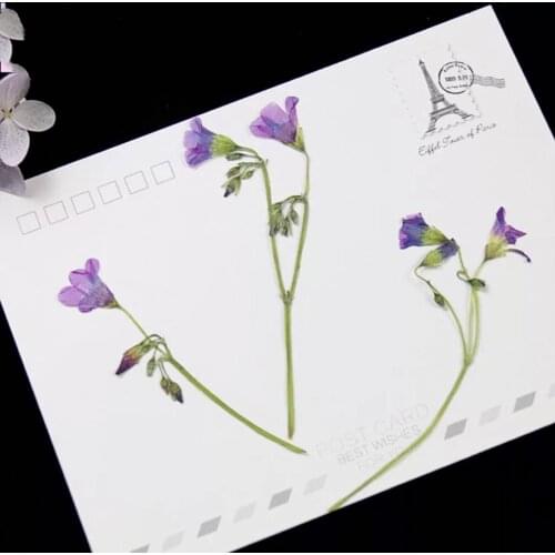 40pcs Natural Pressed Dried Purple Flower Plants Herbarium For Wedding Party Home Pendant Necklace Craft DIY Bouquet Accessories