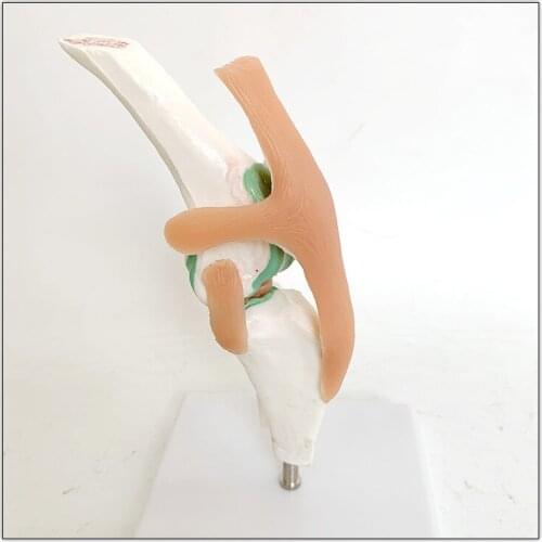 Dog Skeleton Model Knee Joint Ligament Function Model