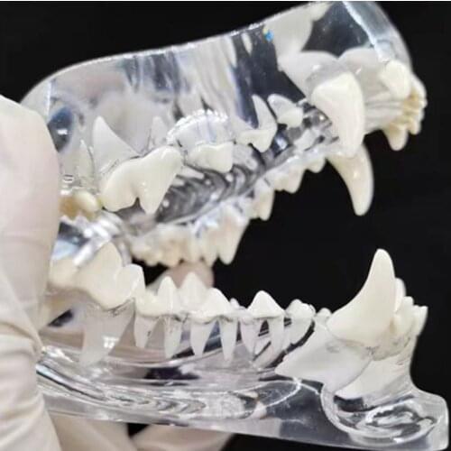 Transparent Resin Dog Dentition Model Dog Teeth Model Canine Teeth Model