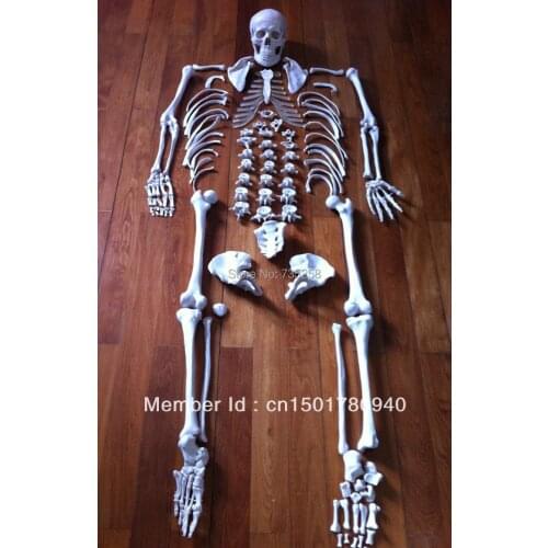 Bulk skeleton model ,The human body 1:1 skeleton model