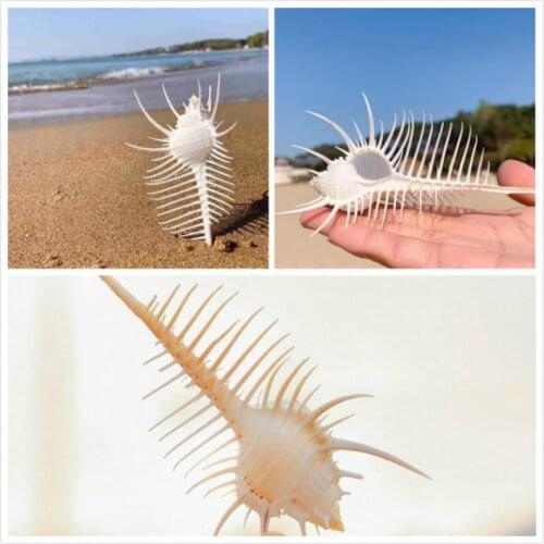 Natural Conch Sea Shells Seashells For Home Decorations,Fish Tank And Shell Collector