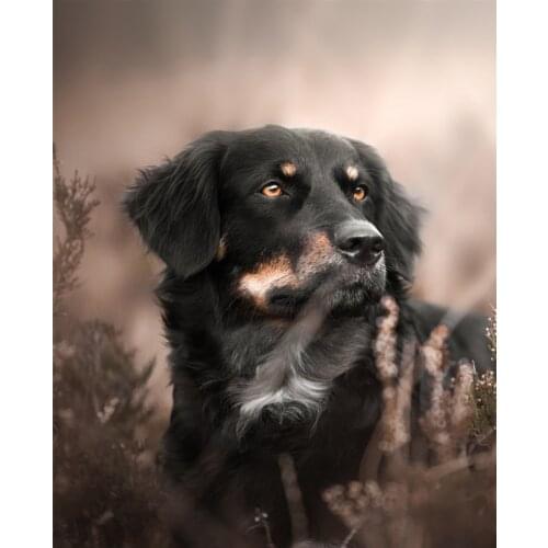 Diamond painting Animal dog australian shepherd full square 5D diamond embroidery picture cross stitch home wall decoration
