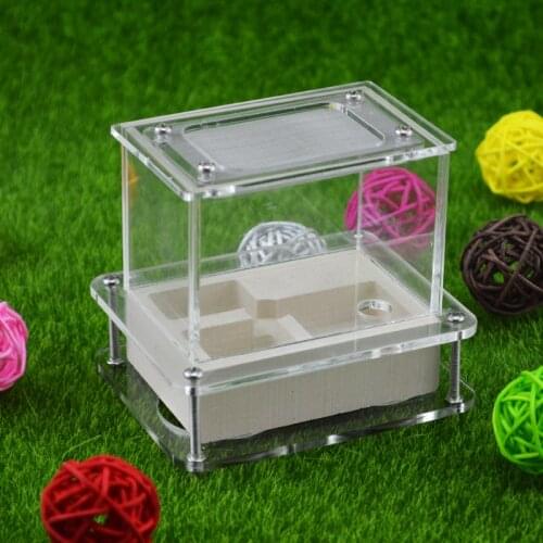Rectangular Ant Villa Reptile Workshop Acrylic Ant Farm Ornamental Box Birthday Gift