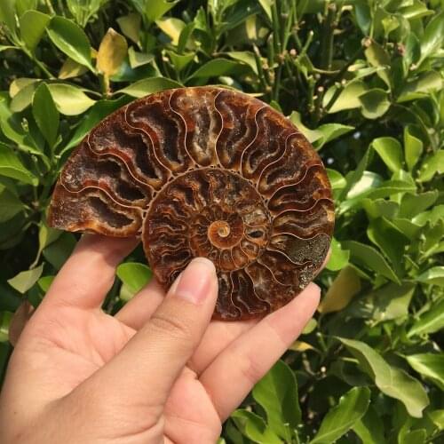 Madagascar fossils iridescent ammonite natural stones and minerals specimen