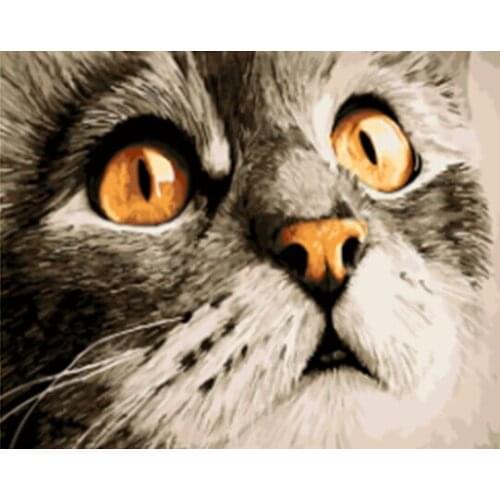 DRAWJOY Framed Picture Painting & Calligraphy Of Loely Cat DIY Painting By Numbers Coloring By Numbers GX23782 40*50cm