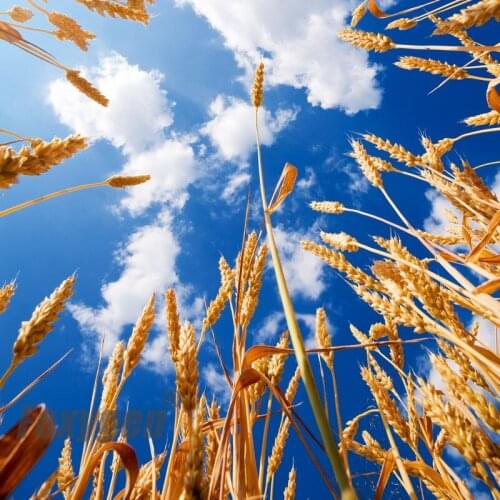 BUY Stretch ceiling film blue sky false ceiling price for ceiling sheet