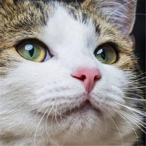 Diamond Painting Kits Cat Cross Stitch Embroidery Animals Full Round With AB Drill Set Mosaic Square Rhinestone Home Decoration