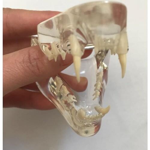 Anatomical Felidae Pathology Jaw Model Medical Cat Mouth and Teeth Anatomy Clear Feline esqueleto anatomia