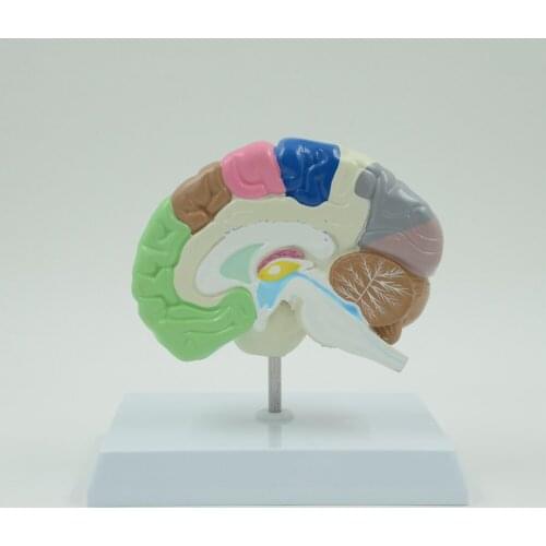 Color Brain Domain Anatomy Anatomical Model Right Brain Medical Function Educational Supplies