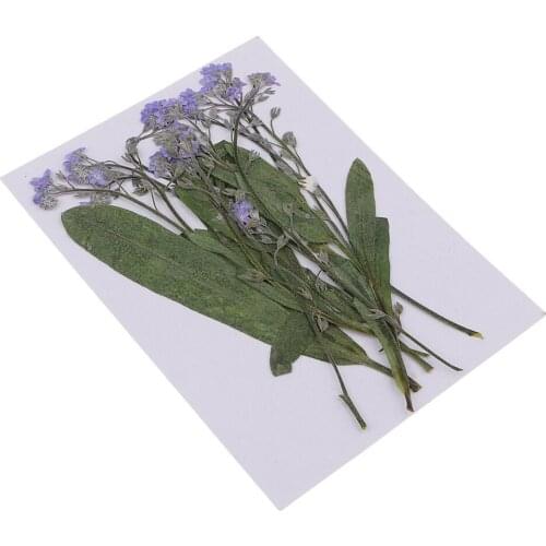 12pcs Natural Real Dried Flower Forget-me-not For DIY Resin Casting Ornament