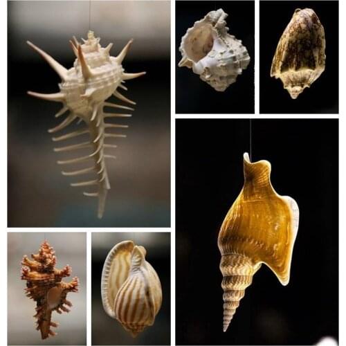 Natural Shell Conch Kindergarten Childhood Marine Science Material Specimen Snail Gift Box Collection Teaching Aids Set Shells