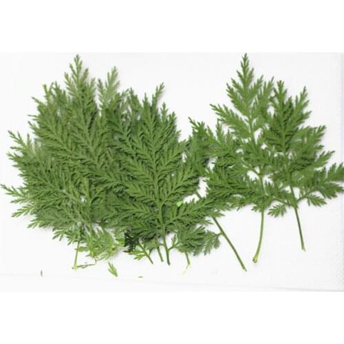 Forest Artemisia DIY Manual Photo Frame Dry Flower Leaf Material Home Decor Accessories Flowers Mothers Day Dia De La Madre