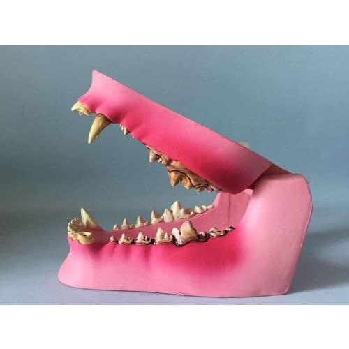 Sick Dog oral anatomy Tooth Model Animal Skeleton Veterinary Teaching Equipment Canine oral Teaching