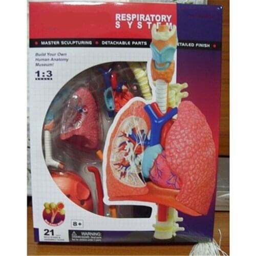 Mini 1:3 Human lung assembly model Assembled Human Anatomy Model 21pcs Gift for Children