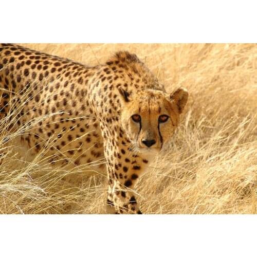 Cheetah Fierce Animal (9) Wall Posters Prints Silk Art Painting For Home Wall Bedroom Decor