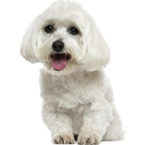 Three Ratels C401 animal sticker Lovely white dog wall stickers for bathroom car stickers removable decal