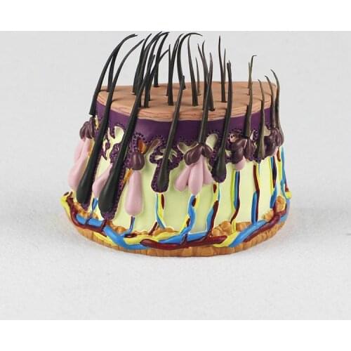 Human Hair Growth Process Model Hair Follicles Amplification Model Medical Anatomical Biology Experimental Teaching Equipment