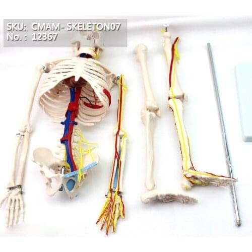 CMAM/12367 85 skeleton, Blood vessel+heart, Medical Full Skeleton Anatomical Human Model