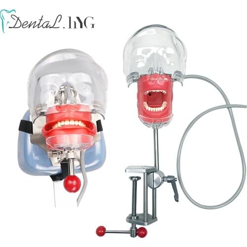 Head Model Dental Simulator Phantom Head for Dentist Education Dentist Teaching /Simple Head Model Phantom for Training Apparatu