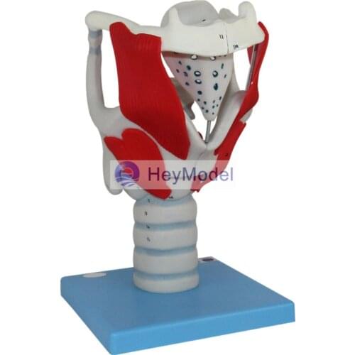 HeyModel Larynx structure and function amplification model