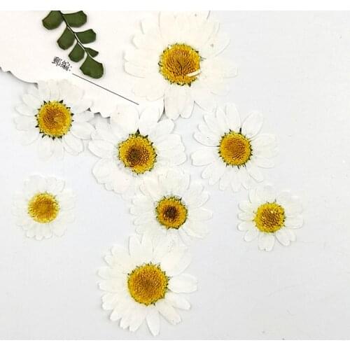 White chrysanthemum, Daisy, dried flower, escort plant specimen DIY childrens Decal real flower face decoration dry flower