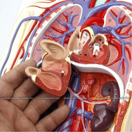 CMAM/12488 Heart-Blood circulatory system, Human Heart Medical Teaching Anatomical Model