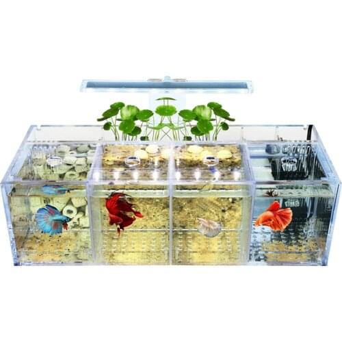Betta Fish Tank Guppies Breeding Hatching Isolation Box Acrylic Special Group Row Cylinder Live Desktop Ecological Creativity