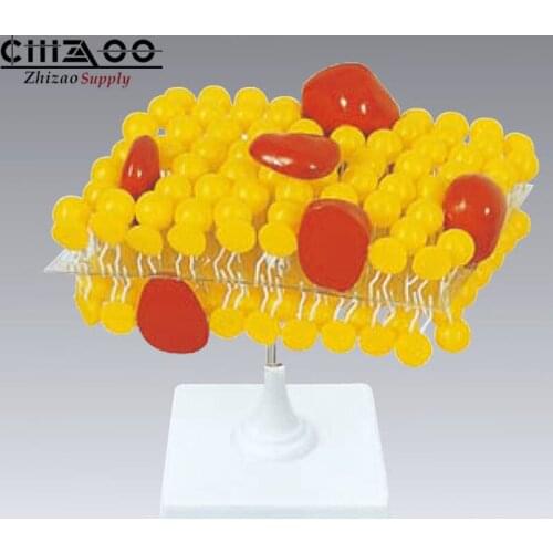 Cell Membrane Model