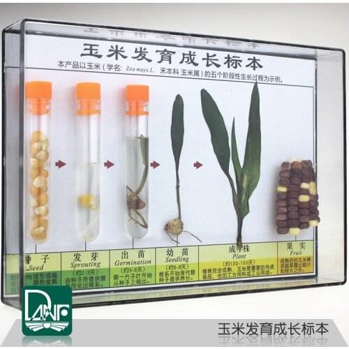 Corn development and growth specimens Plant growth process Childrens Natural Science Enlightenment gift