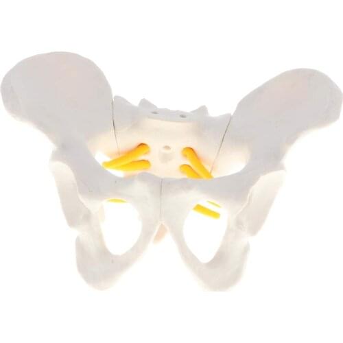 Female Pelvic Skeletal Model Human Woman Anatomical Skeleton Model for School Teaching Tool Learning Display Lab Supplies
