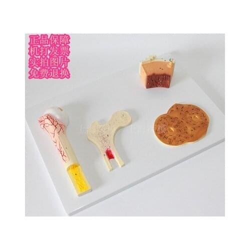 Bone structure model human skeleton periosteum Orthopedic teaching model 53*38*8cm,1250g