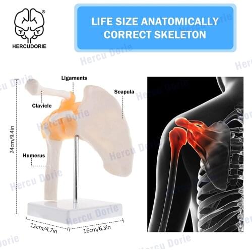 Shoulder Model Anatomical Skeleton Life Size Human Anatomy with Ligaments Joint Bone Functional Medical Model
