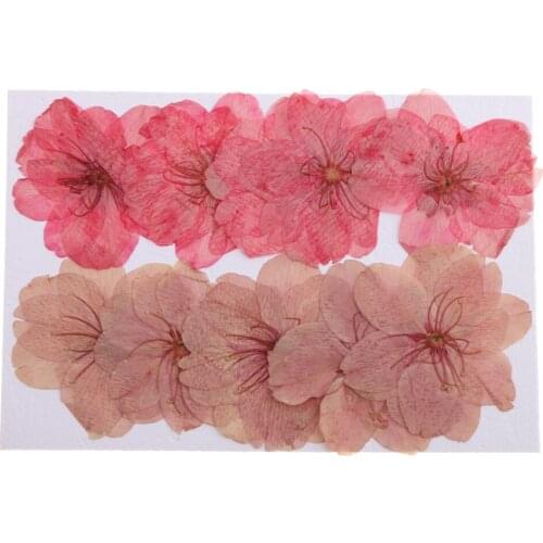 10pcs Natural Pressed Dried Flowers Cherry Blossom DIY Phone Case Decor Resin Mold Scrapbooking Decor Jewelry Making Supplies