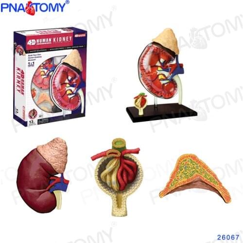 4D Kidney Model Urinary System Anatomy Model Educational Equipment Medical Tool MASTER