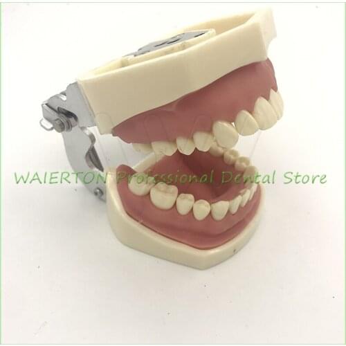 All Removable Dental Teeth Model 28pcs Teeth Nissin Type Dental Typodont Model
