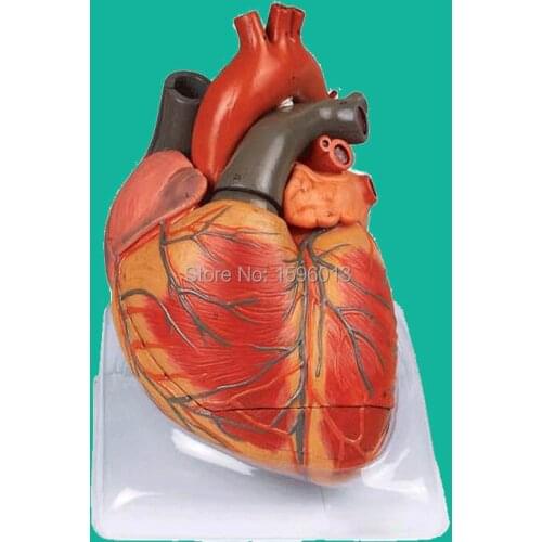 Enlarged Adult Heart Model,48 positions Displayed, Heart Anatomical Model